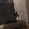 Red wasp