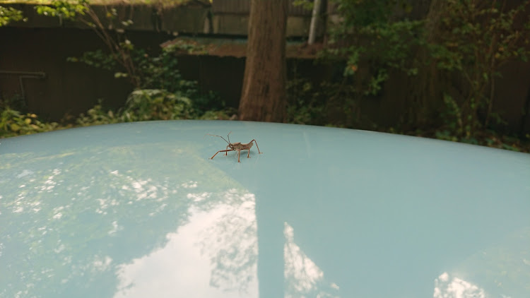 タイプⅠ　ビートルのVW・type1・キャンプ・ならし運転に関するカスタム事例の投稿画像4枚目