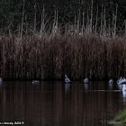 Greenshank