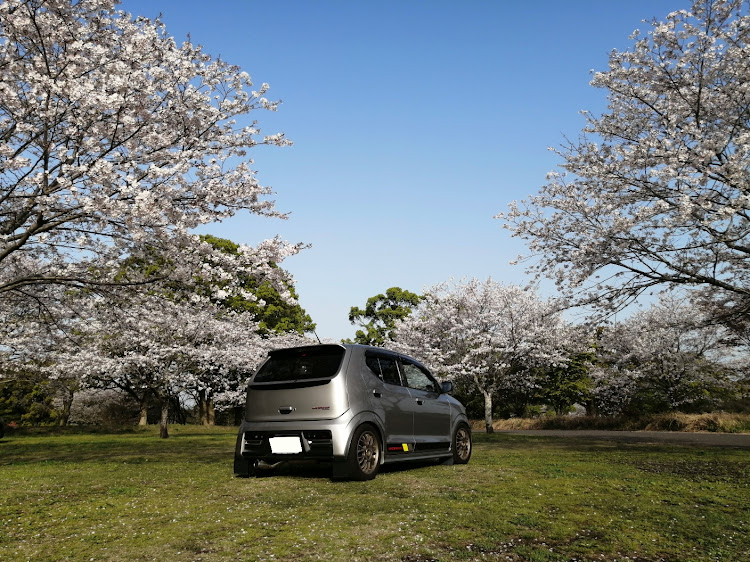 アルトワークスの桜・桜とコラボ・桜と愛車・ドライブに関するカスタム事例の投稿画像2枚目