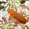 Common Red Soldier Beetle