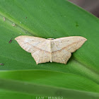 Geometer Moth