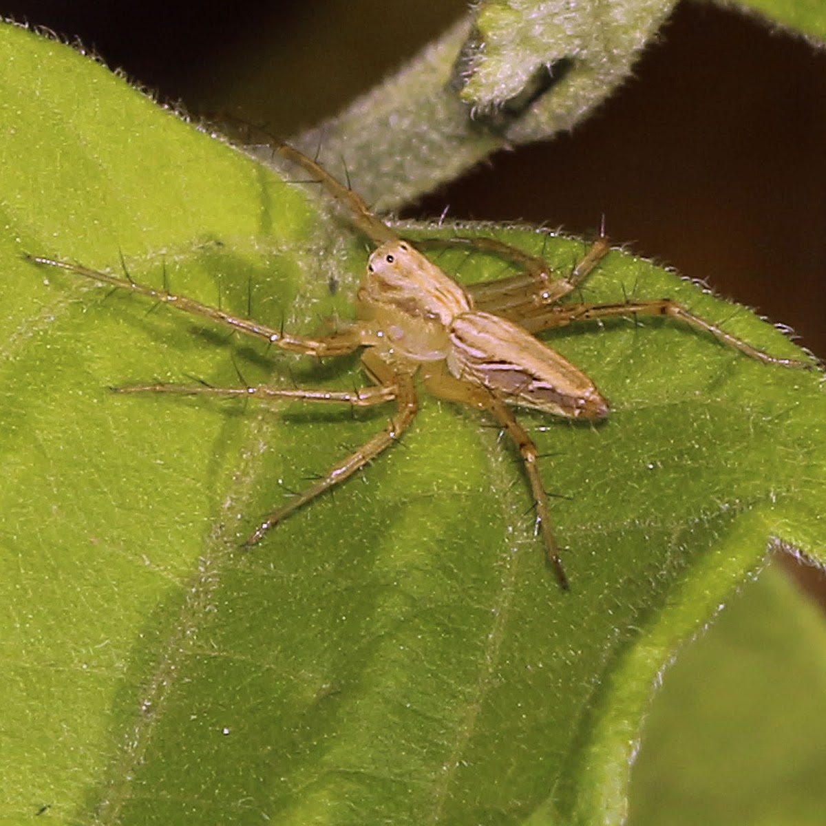 Lynx Spider (female)