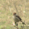 Brown Shrike