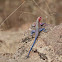 Mwanza flat-headed rock agama