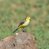 Wagtail - Yellow Wagtail