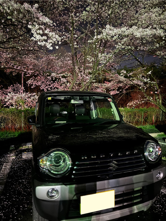 ハスラーのサクラと愛車・桜とコラボ・桜・MR41S・ハスラーのある生活に関するカスタム事例の投稿画像1枚目
