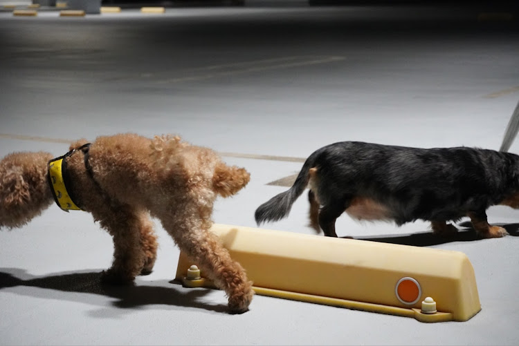 RAV4のしゃかつ・犬に関するカスタム事例の投稿画像4枚目