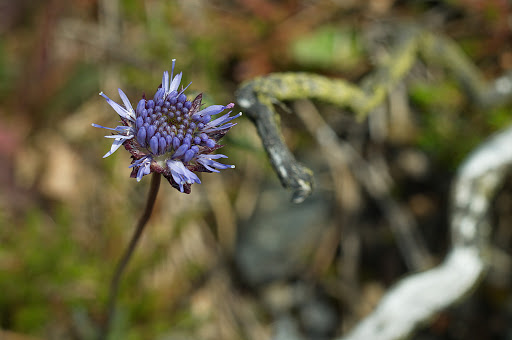 Jasione montana