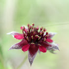 Marsh Cinquefoil