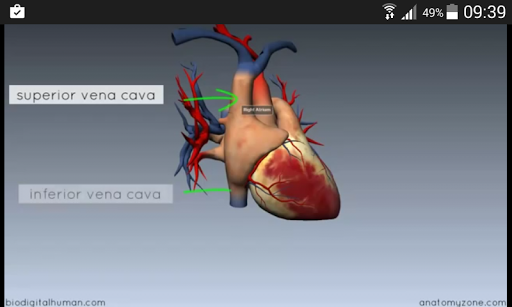 human anatomy