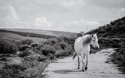 Camargure Horse Walks a Lonely Road screenshot 1