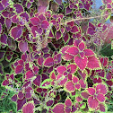 Coleus