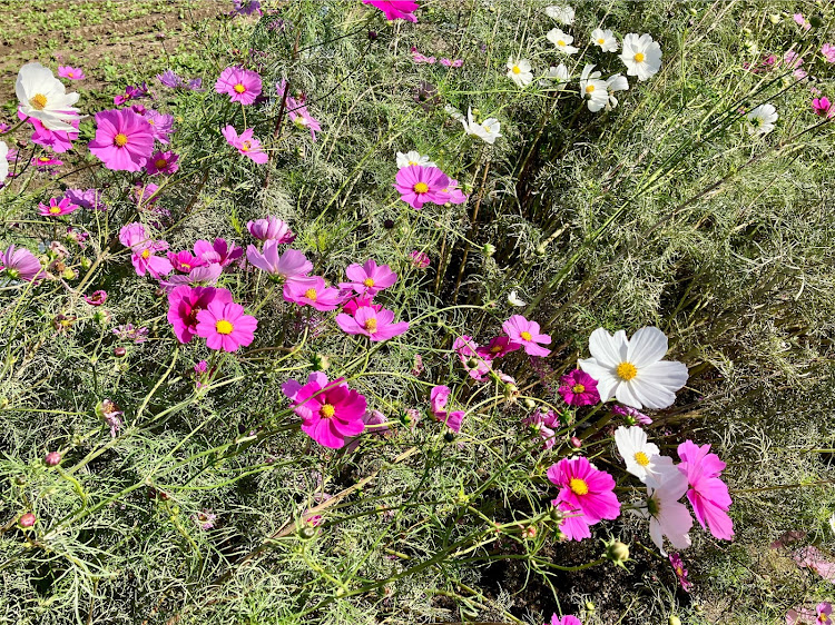 ボクスターの軽い・いいねに関するカスタム事例の投稿画像6枚目