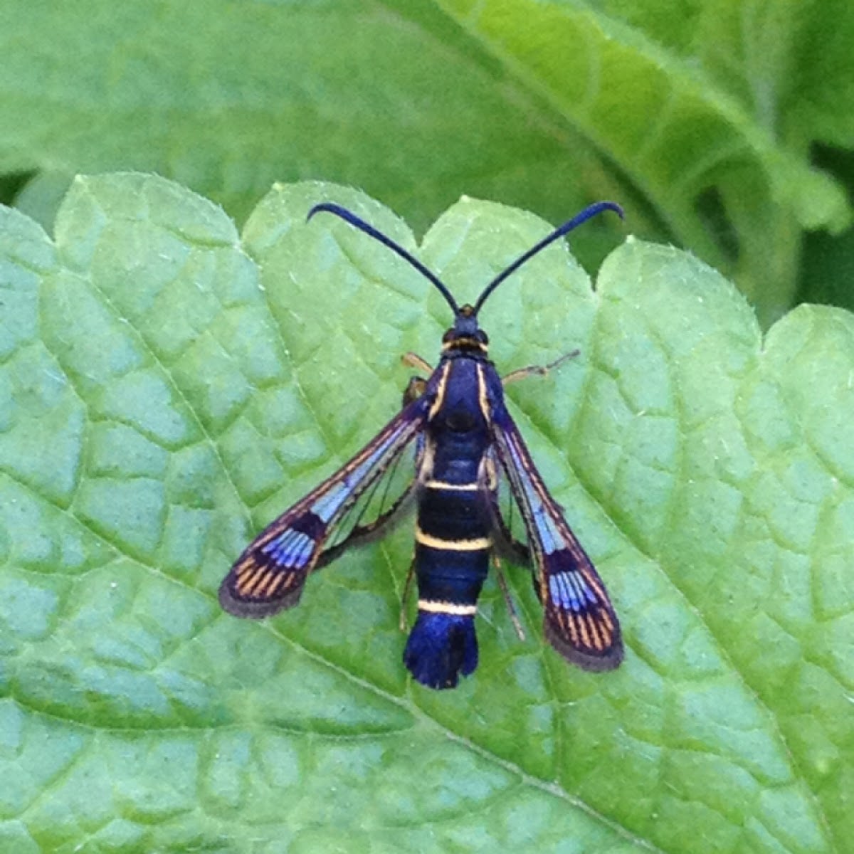 Strawberry Crown Moth