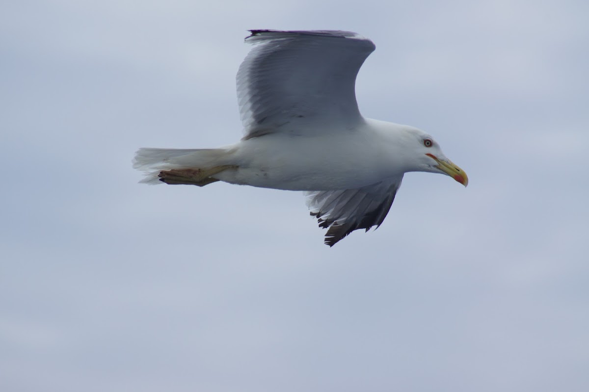 Yellow-Legged Gull