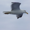 Yellow-Legged Gull