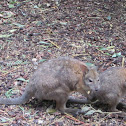 Red necked Wallaby