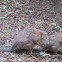 Red necked Wallaby