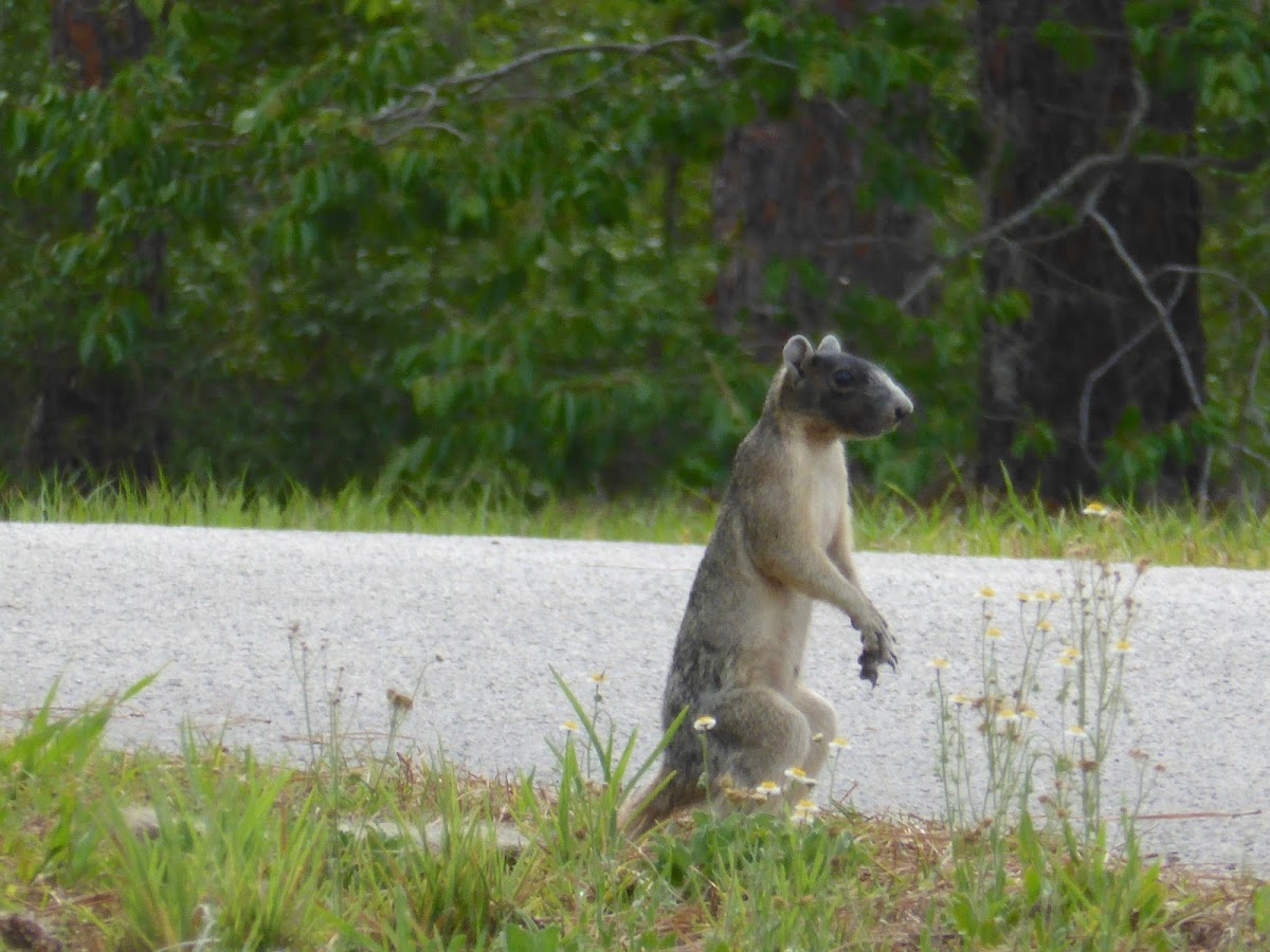 Sherman's Fox Squirrel