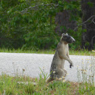 Sherman's Fox Squirrel