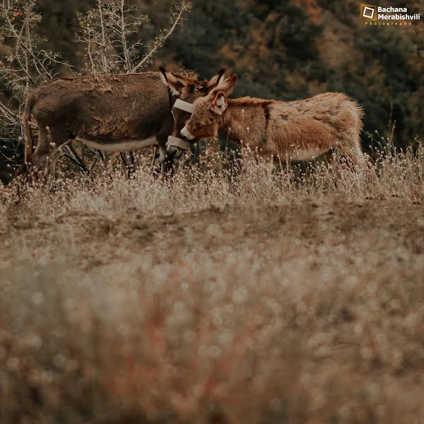 Fotografer pernikahan Bachana Merabishvili (bachana). Foto tanggal 2 Desember 2019