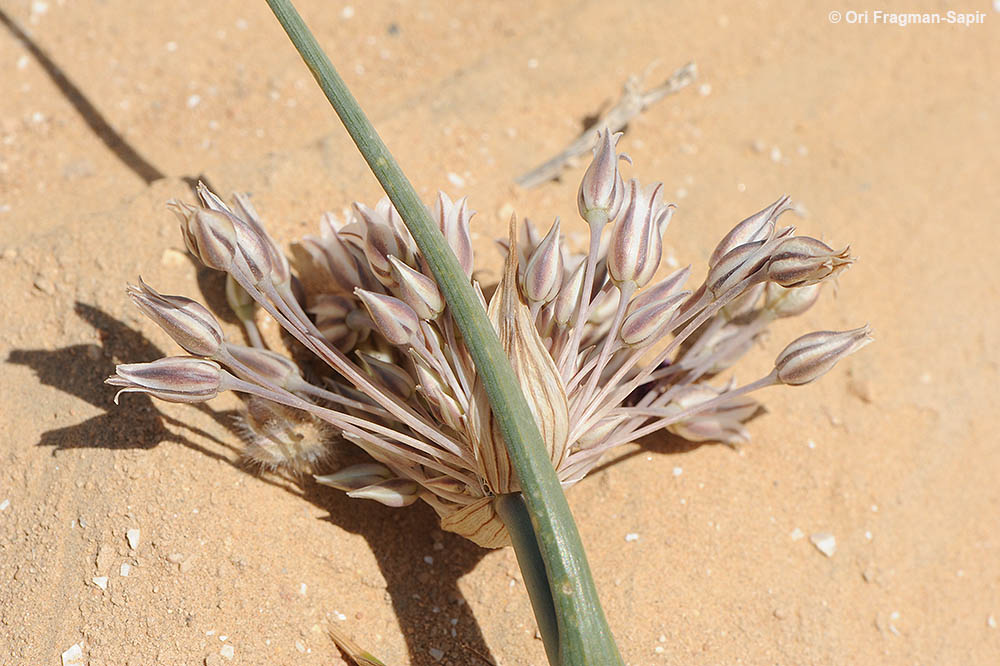 Modest Garlic