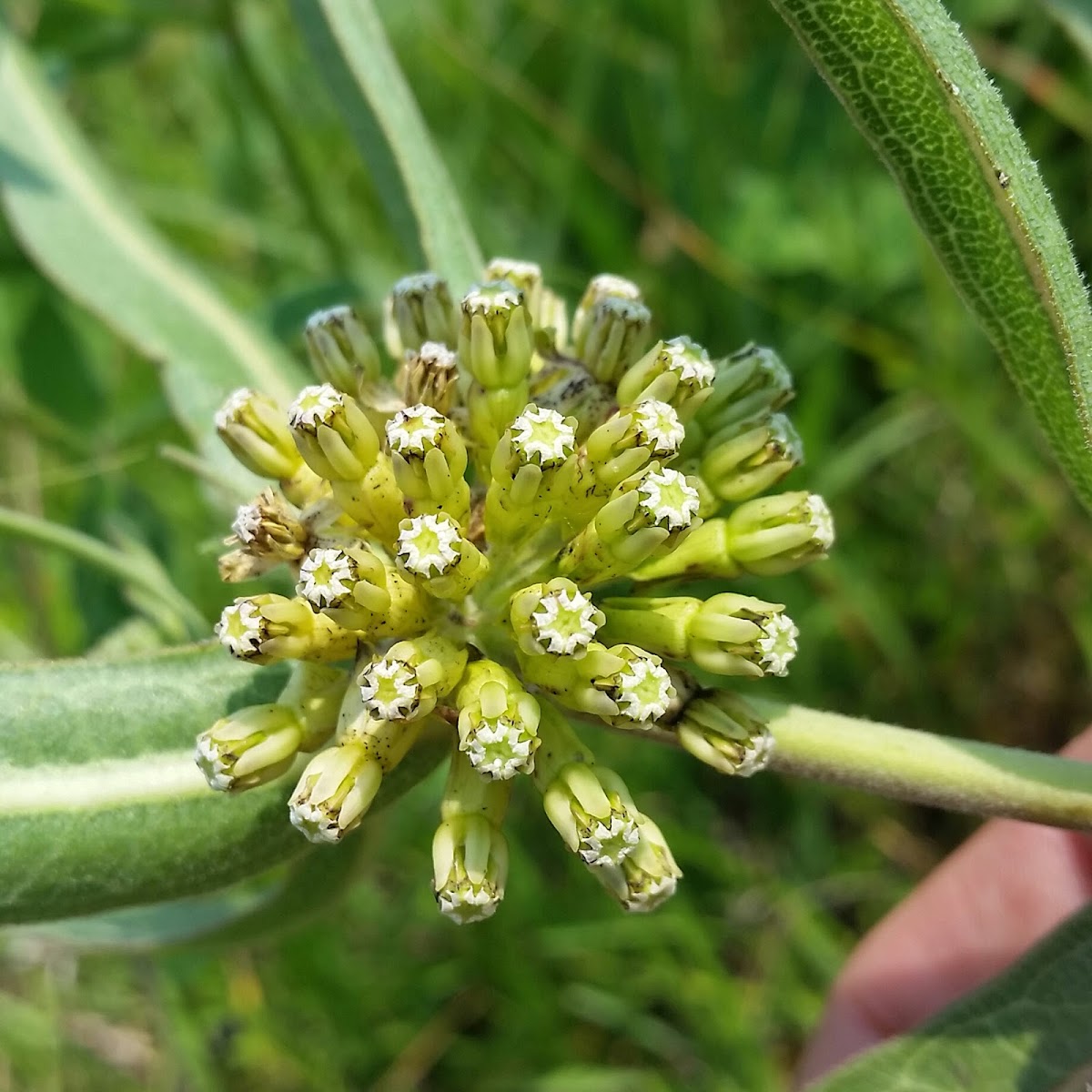 Green Comet Milkweed