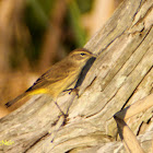 Palm Warbler