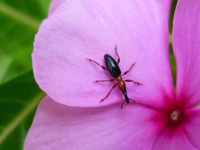 Sweet Potato Weevil