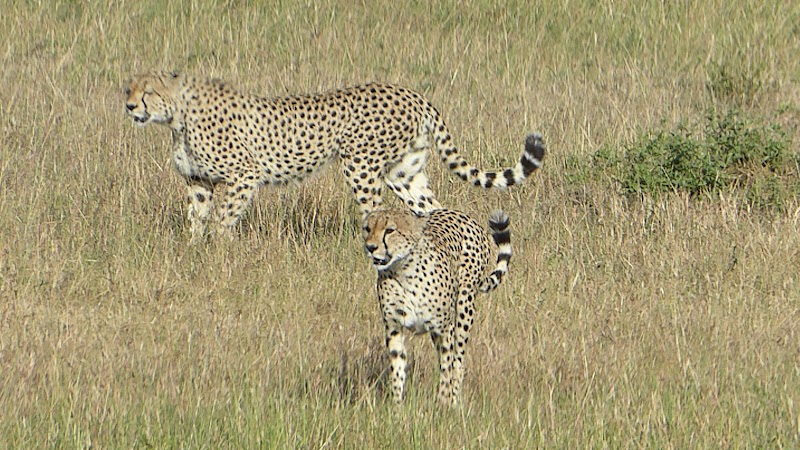 CAMINO HACIA EL RIO MARA. MAS DE GUEPARDOS - Un poquito de Kenia: Lagos Naivasha y Nakuru, Samburu y Masai Mara (12)