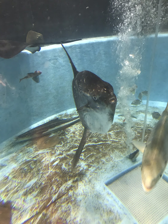 コペンの#コペン・コペン l880k・コペンL400k・いごっそラーメン・室戸廃校水族館に関するカスタム事例の投稿画像4枚目