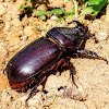 Asiatic/ coconut rhinoceros beetle