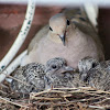 Mourning dove