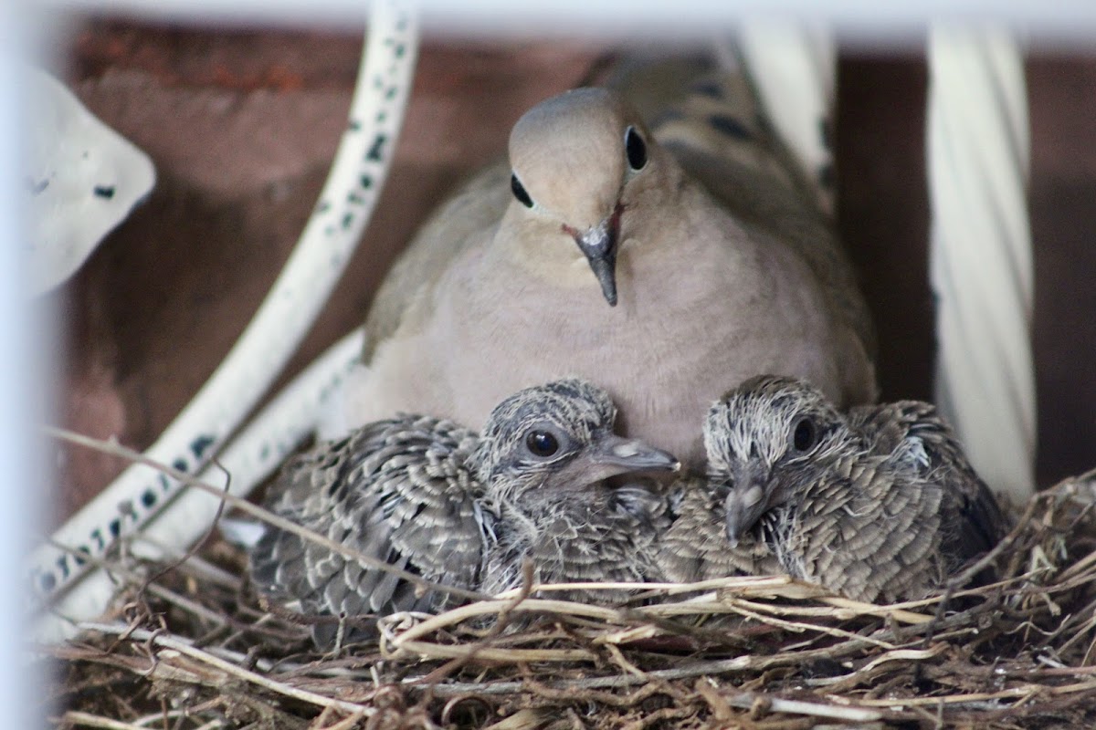 Mourning dove