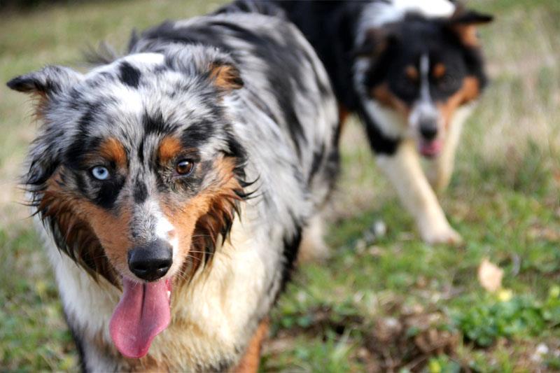 Australian Shepherd di antonella.virelli