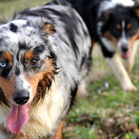 Australian Shepherd di 