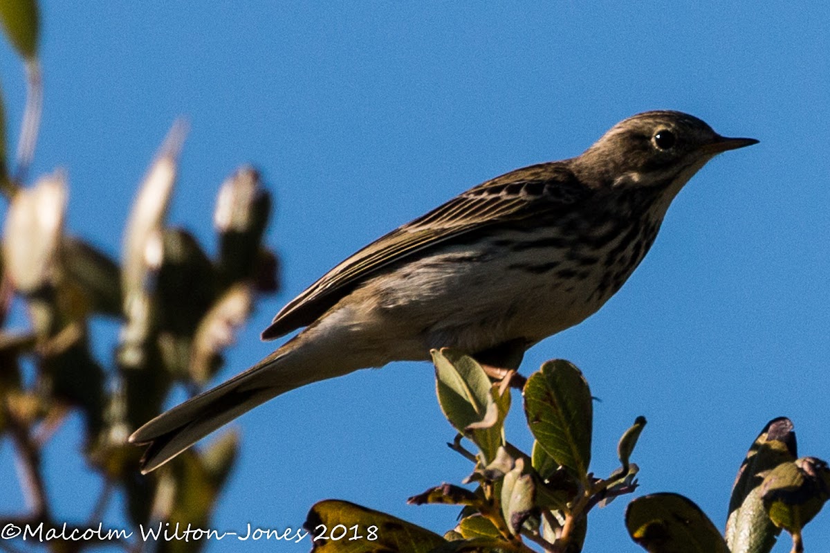 Meadow Pipit; Bisbita Común