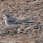 White Wagtail; Lavandero Blanca