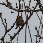 Chaffinch