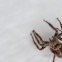 Pantropical jumping spider