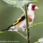 Goldfinch