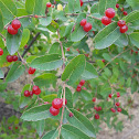 Tartarian honeysuckle