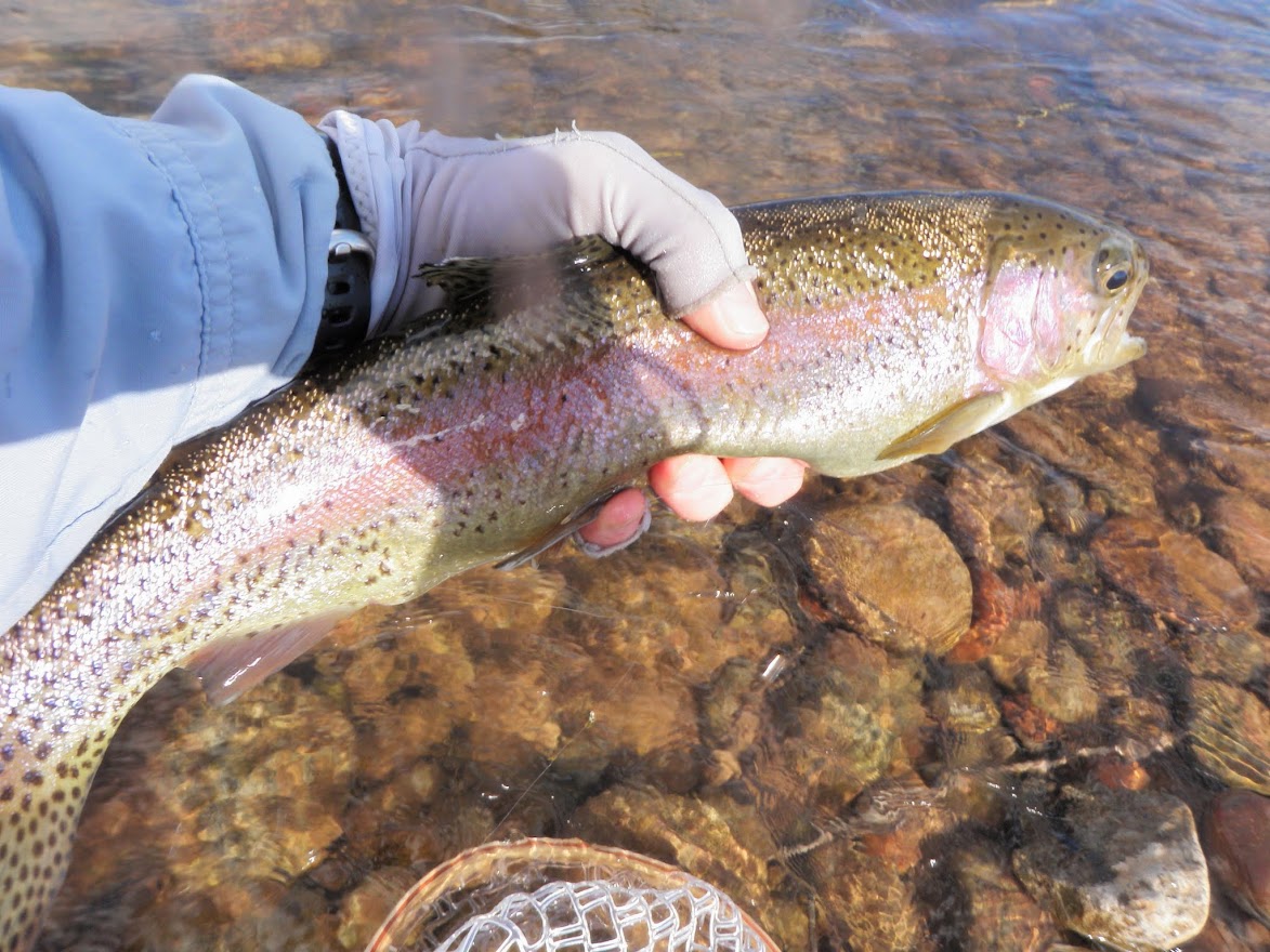 Brush Creek  Dave Weller's Fly Fishing Blog