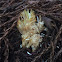 Coral Fungus