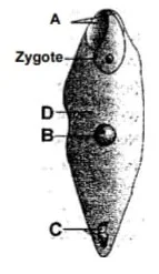 Post Fertilization Changes