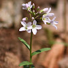 Bulb Bittercress