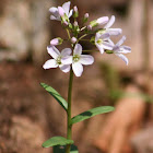 Bulb Bittercress