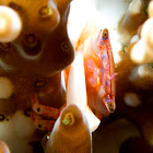 Red Fingered Coral Crab