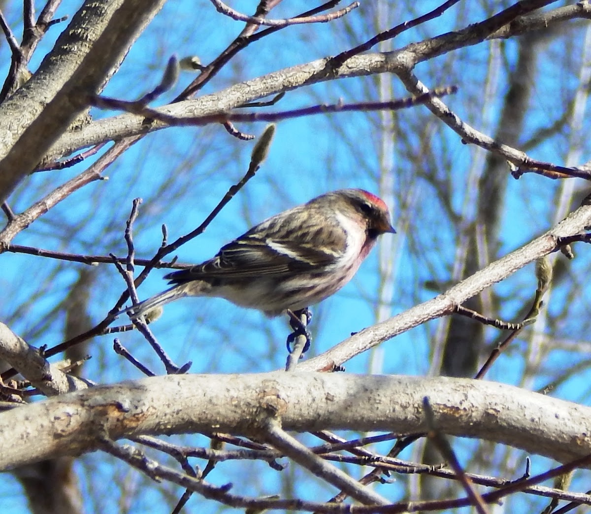 Common Redpoll